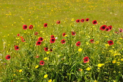 Papaver hybridum