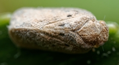 Melormenis