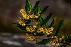 Anastrabe integerrima