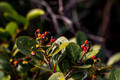Apodytes abbottii