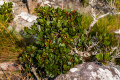 Apodytes abbottii