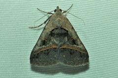 Acantholipes trajecta