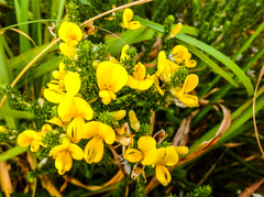 Aspalathus chortophila