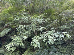 Crateva adansonii formosensis