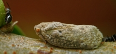 Melormenis