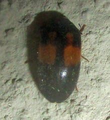 Attagenus rufiventris