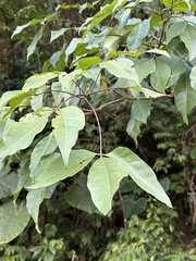 Crateva adansonii formosensis