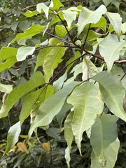 Crateva adansonii formosensis