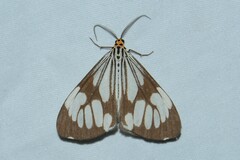 Nyctemera coleta