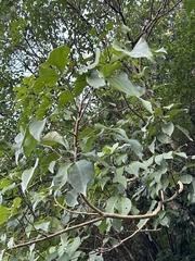 Crateva adansonii formosensis