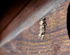 Lysiphragma epixyla