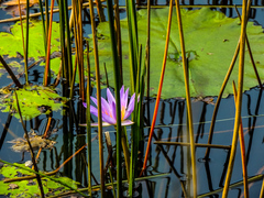 Nymphaea nouchali caerulea