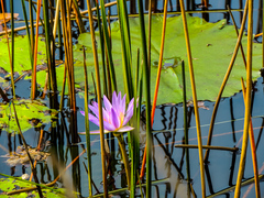 Nymphaea nouchali caerulea