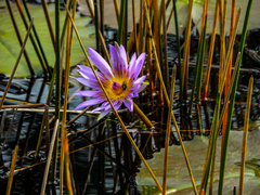 Nymphaea nouchali caerulea