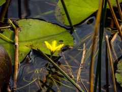 Nymphoides thunbergiana