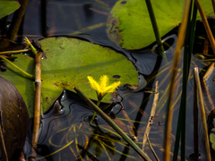 Nymphoides thunbergiana