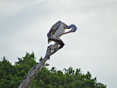 Pelecanus philippensis