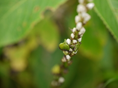 Chlorophytum glaucum