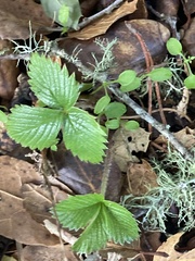 Fragaria