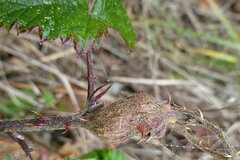 Lasioptera rubi