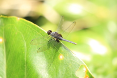 Erythemis attala