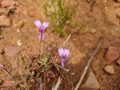 Pelargonium multicaule multicaule