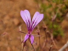 Pelargonium multicaule multicaule
