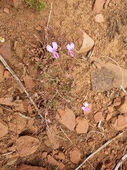 Pelargonium multicaule multicaule