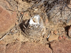 Boophone haemanthoides