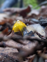 Hygrocybe singeri