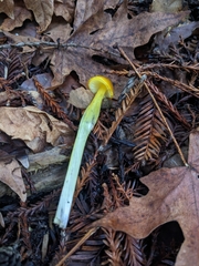 Hygrocybe singeri