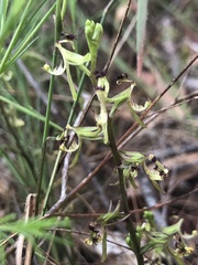 Arthrochilus prolixus