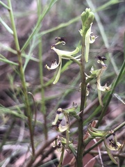 Arthrochilus prolixus