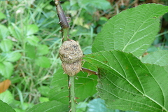Lasioptera rubi