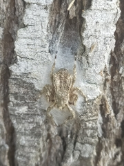 Stephanopis altifrons