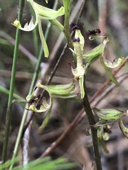 Arthrochilus prolixus