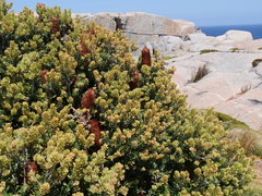 Banksia praemorsa