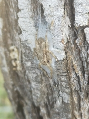 Stephanopis altifrons