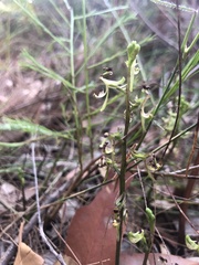 Arthrochilus prolixus