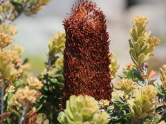 Banksia praemorsa