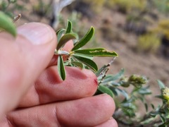 Psoralea arborescens