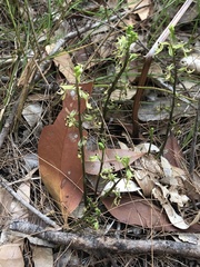 Arthrochilus prolixus