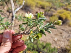 Psoralea arborescens