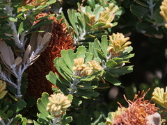 Banksia praemorsa
