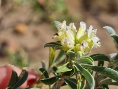Psoralea arborescens
