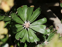 Banksia praemorsa