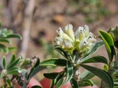 Psoralea arborescens