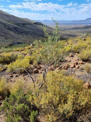 Psoralea arborescens