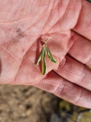 Psoralea arborescens