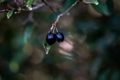 Peddiea africana